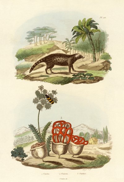 Civet by French School